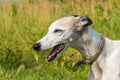 Portrait English greyhound