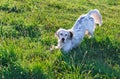 Portrait english setter on a background of grass