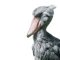 Portrait of enormous and beautiful African shoebill stork isolated at white background, closeup, details