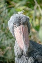 Portrait of enormous and beautiful African shoebill stork