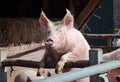 Portrait of a enthousiastic pig Royalty Free Stock Photo