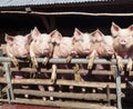 Portrait of enthousiastic pigs Royalty Free Stock Photo