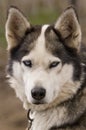 Portrait of Eskimo Dog2 Royalty Free Stock Photo