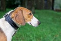 Portrait of the Estonian hound close-up in a profile while walk