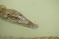 Portrait of an Estuarine Crocodile Royalty Free Stock Photo