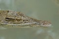 Portrait of an Estuarine Crocodile Royalty Free Stock Photo