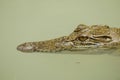 Portrait of an Estuarine Crocodile Royalty Free Stock Photo