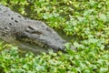 Portrait of an Estuarine Crocodile Royalty Free Stock Photo