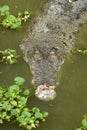 Portrait of an Estuarine Crocodile Royalty Free Stock Photo