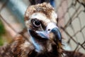 Portrait of eurasian black vulture Royalty Free Stock Photo