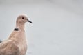 Portrait of Eurasian collared dove. Streptopelia decaocto Royalty Free Stock Photo