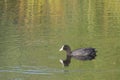 Portrait of Eurasian coot Fulica atra, also known as the common coot with swimming in the water water of clear lake Royalty Free Stock Photo