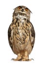 Portrait of Eurasian Eagle-Owl Royalty Free Stock Photo