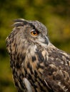 Portrait of a Eurasian Eagle-Owl Royalty Free Stock Photo