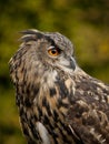 Portrait of a Eurasian Eagle-Owl
