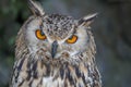 Portrait of Eurasian Eagle-owl Bubo bubo Royalty Free Stock Photo