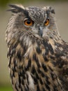 Portrait of a Eurasian Eagle-Owl