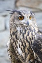 Portrait of an eurasian eagle-owl Royalty Free Stock Photo