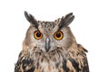 Portrait of the Eurasian Eagle Owl, bubo bubo. CLose up. Isolated on white background Royalty Free Stock Photo