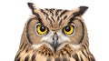 Portrait of Eurasian Eagle Owl, Bubo bubo, a species of eagle owl, standing in white. generative ai