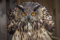Portrait of The Eurasian eagle-owl. Royalty Free Stock Photo
