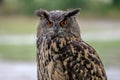 Portrait of an Eurasian Eagle Owl looking straight into the lens