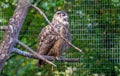 Portrait of a Eurasian eagle-owl in profile. Royalty Free Stock Photo