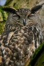 Eurasian eagle-owl snoozing up in a tree. Royalty Free Stock Photo