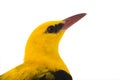 Portrait Eurasian Golden Oriole