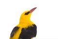 Portrait Eurasian Golden Oriole