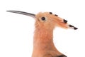 Portrait eurasian Hoopoe