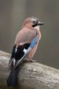 A portrait of a Eurasian jay in the rain