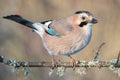 Portrait of a Eurasian jay in a snow-covered forest Garrulus glandarius Royalty Free Stock Photo