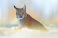 Portrait of Eurasian Lynx, wild cat on the meadow. Wildlife scene from nature. Cute big cat hidden in the grass. Royalty Free Stock Photo