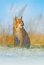 Portrait of Eurasian Lynx, wild cat on the meadow. Wildlife scene from nature. Cute big cat hidden in the grass Royalty Free Stock Photo