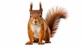 Portrait of eurasian red squirrel in front of a white background. generative ai