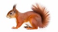 Portrait of eurasian red squirrel in front of a white background. generative ai Royalty Free Stock Photo