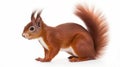 Portrait of eurasian red squirrel in front of a white background. generative ai Royalty Free Stock Photo