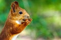 Portrait of eurasian red squirrel in front of a white background Royalty Free Stock Photo