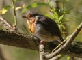 Portrait of Eurasian Robin Royalty Free Stock Photo