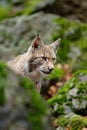 Portrait of eurasian wild cat Lynx, name is Blondyn, in green moss stone, Czech Royalty Free Stock Photo