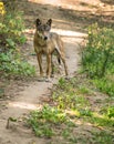 Portrait of Eurasian wolf