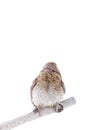 Portrait Eurasian wryneck Jynx torquilla isolated on a white