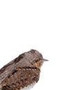 Portrait Eurasian wryneck Jynx torquilla isolated on a white