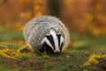 Portrait of European badger, Meles meles, in his natural environment. Royalty Free Stock Photo