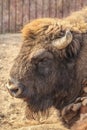 Portrait of European bison
