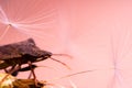 Portrait of a European Brown Marmorated Stink Bug