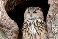 Portrait of European eagle owl Royalty Free Stock Photo