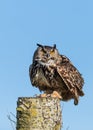 Portrait Of European Eagle Owl