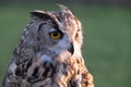 Portrait of European eagle-owl with orange eyes, also known as the Eurasian eagle owl. Royalty Free Stock Photo